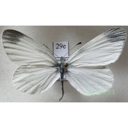 Leptidea sinapis (Linnaeus, 1758) male Poland29e